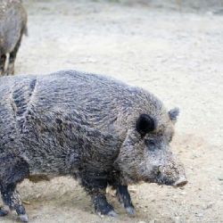 Praha 5 vyhlásila odměnu za ulovení divokých prasat