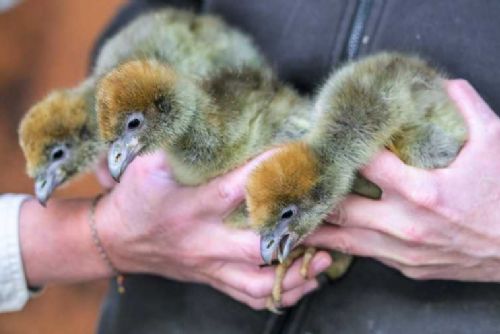obrázek:Pražská zoo triumfuje: čáji obojková opět mezi námi po 40 letech!